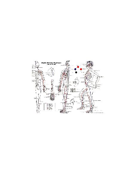 Poster carte des points digitopuncture